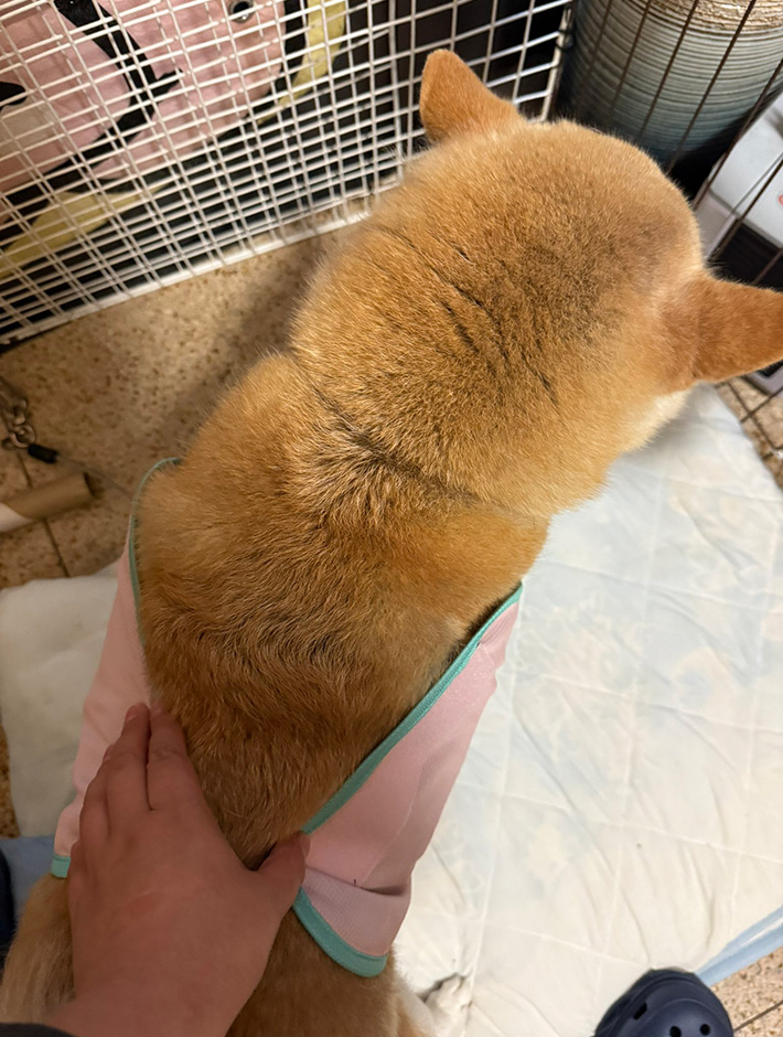 柴犬のゆめちゃん