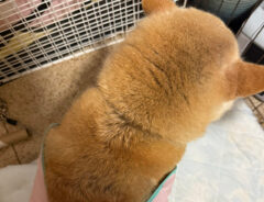 柴犬のゆめちゃん
