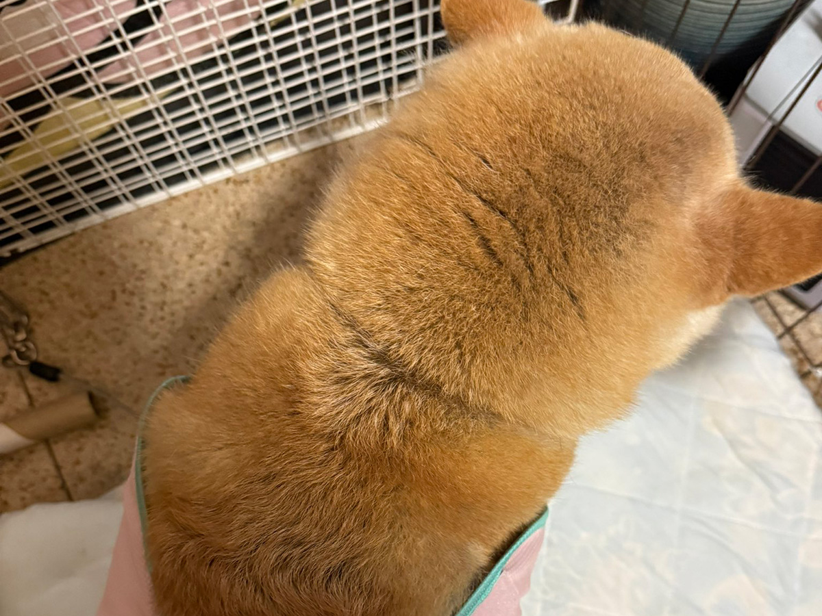 柴犬のゆめちゃん