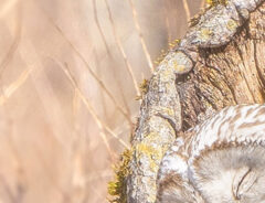 フクロウの写真