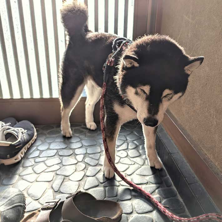 柴犬の写真