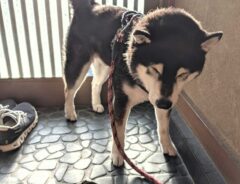 柴犬