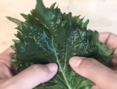 大葉レシピ