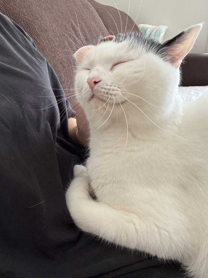 猫の画像