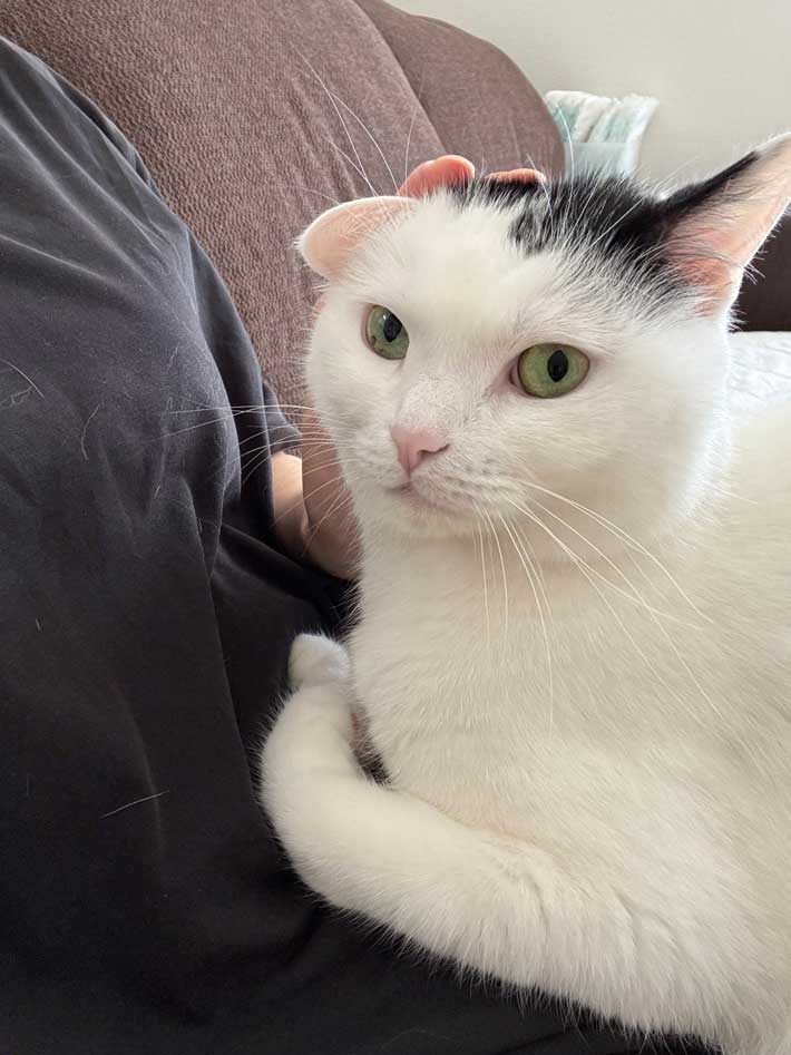 猫の画像