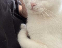 猫の画像
