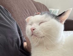 猫の画像