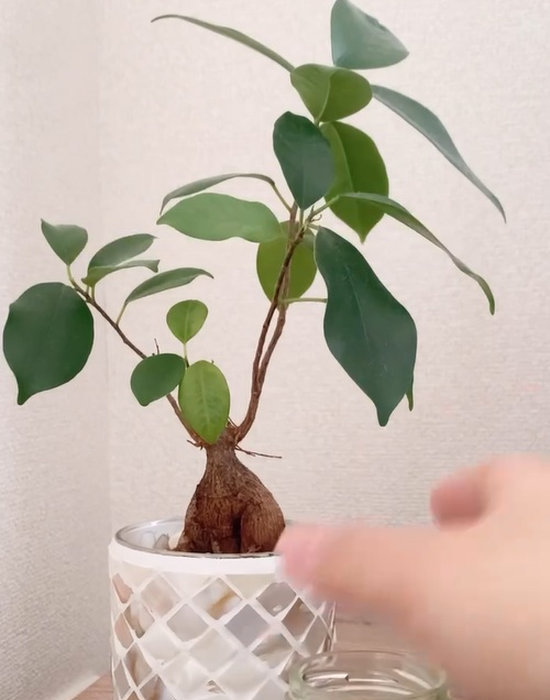 保冷剤の入った瓶を観葉植物のそばに置いている様子
