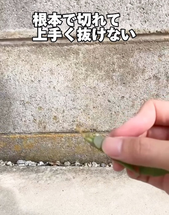 雑草を持つ人の手