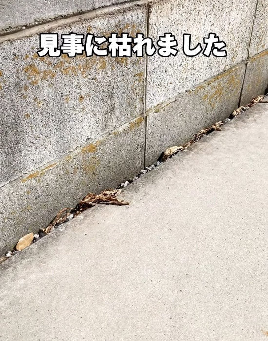 枯れた雑草