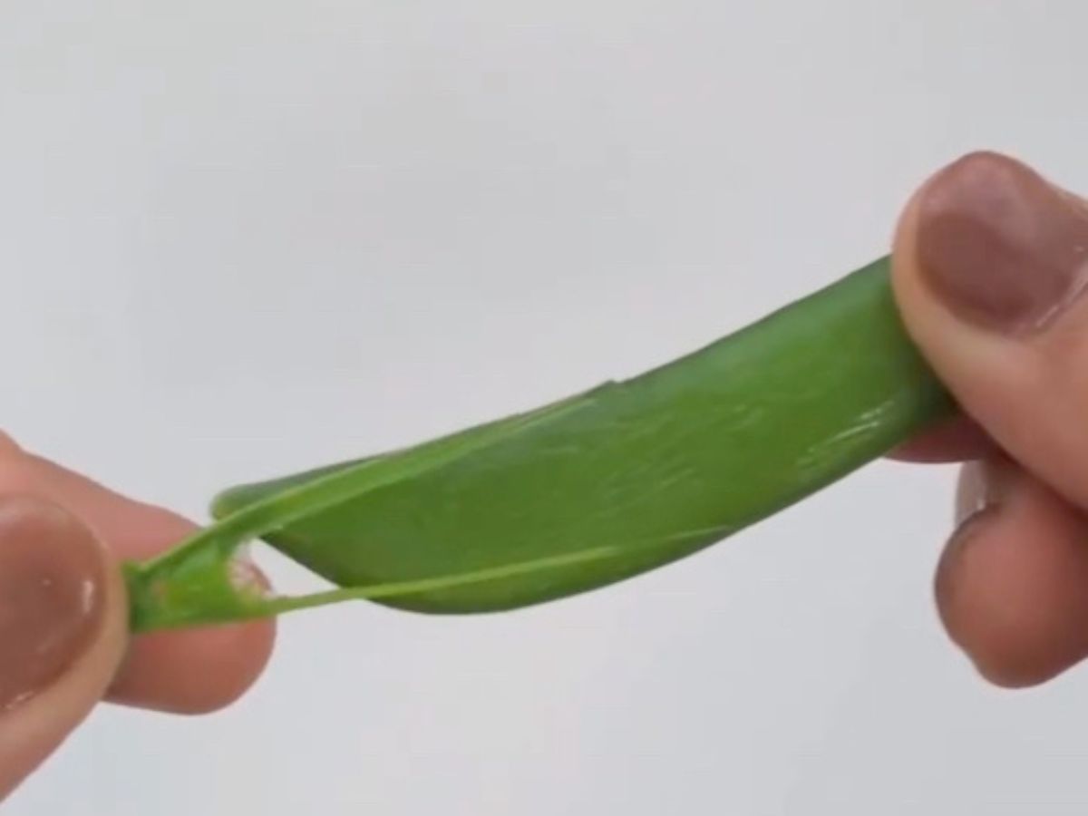 スナップエンドウ