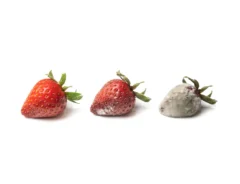 いちごにカビが生えた時の対処法とは？カビの原因や保存方法も解説