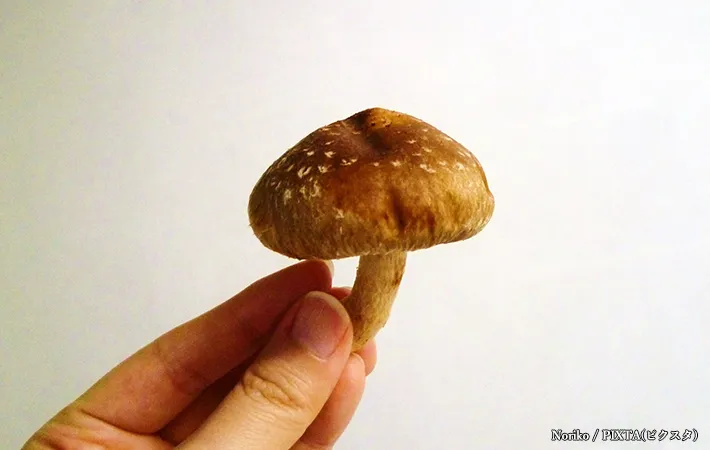 椎茸の『白いワタのようなもの』はカビ？