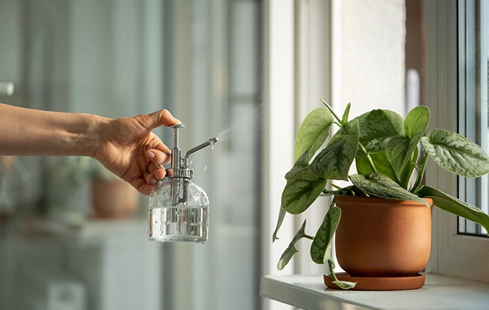 観葉植物の土にカビが発生する原因