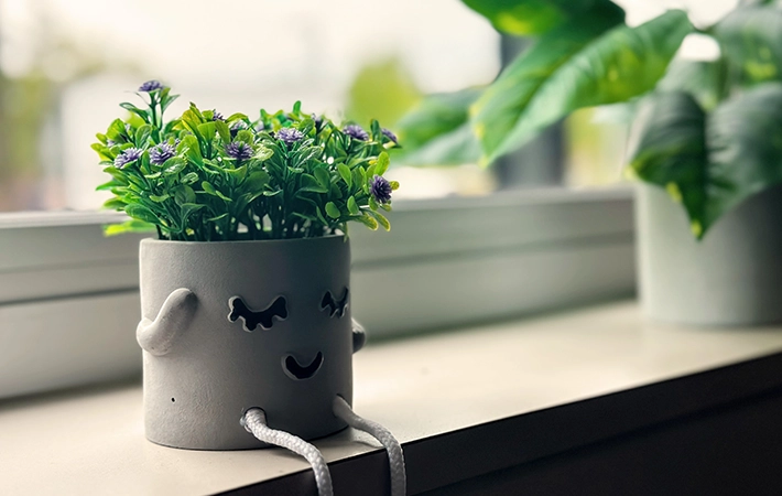 観葉植物のカビを予防するための環境作り