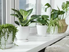 観葉植物の土にカビが生える原因とは？取り除く方法や予防策を解説