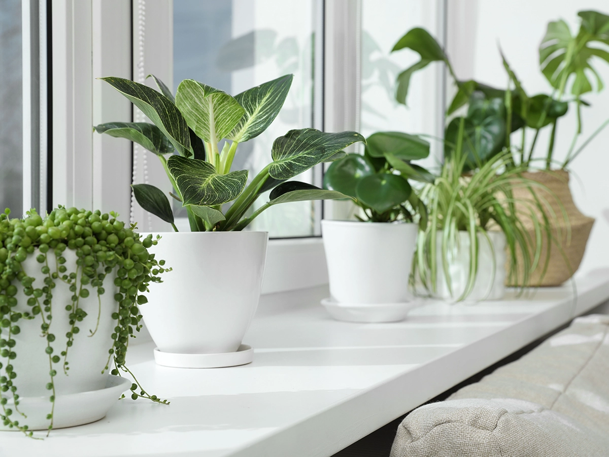 観葉植物の土にカビが生える原因とは？取り除く方法や予防策を解説