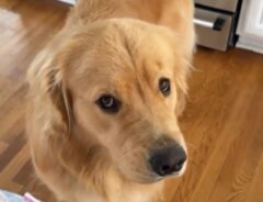 ゴールデンレトリバーの写真