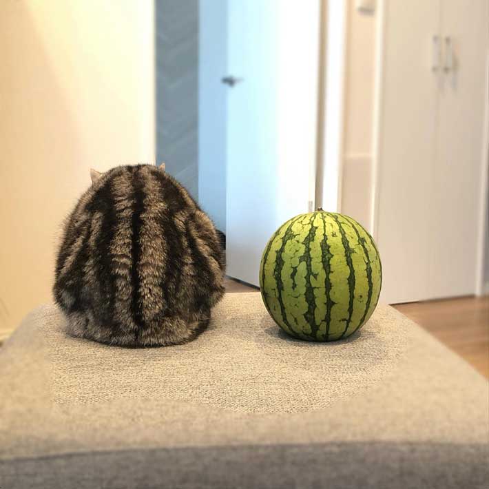 スイカとそっくりな柄の猫