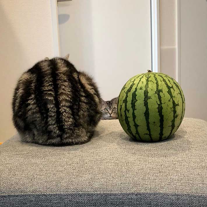 スイカとそっくりな柄の猫の間から、顔をのぞかせる猫