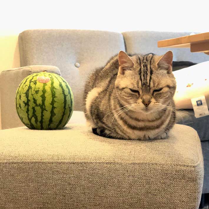 スイカとそっくりな柄の猫