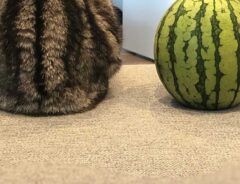 スイカとそっくりな柄の猫