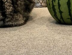 スイカと並んだ猫