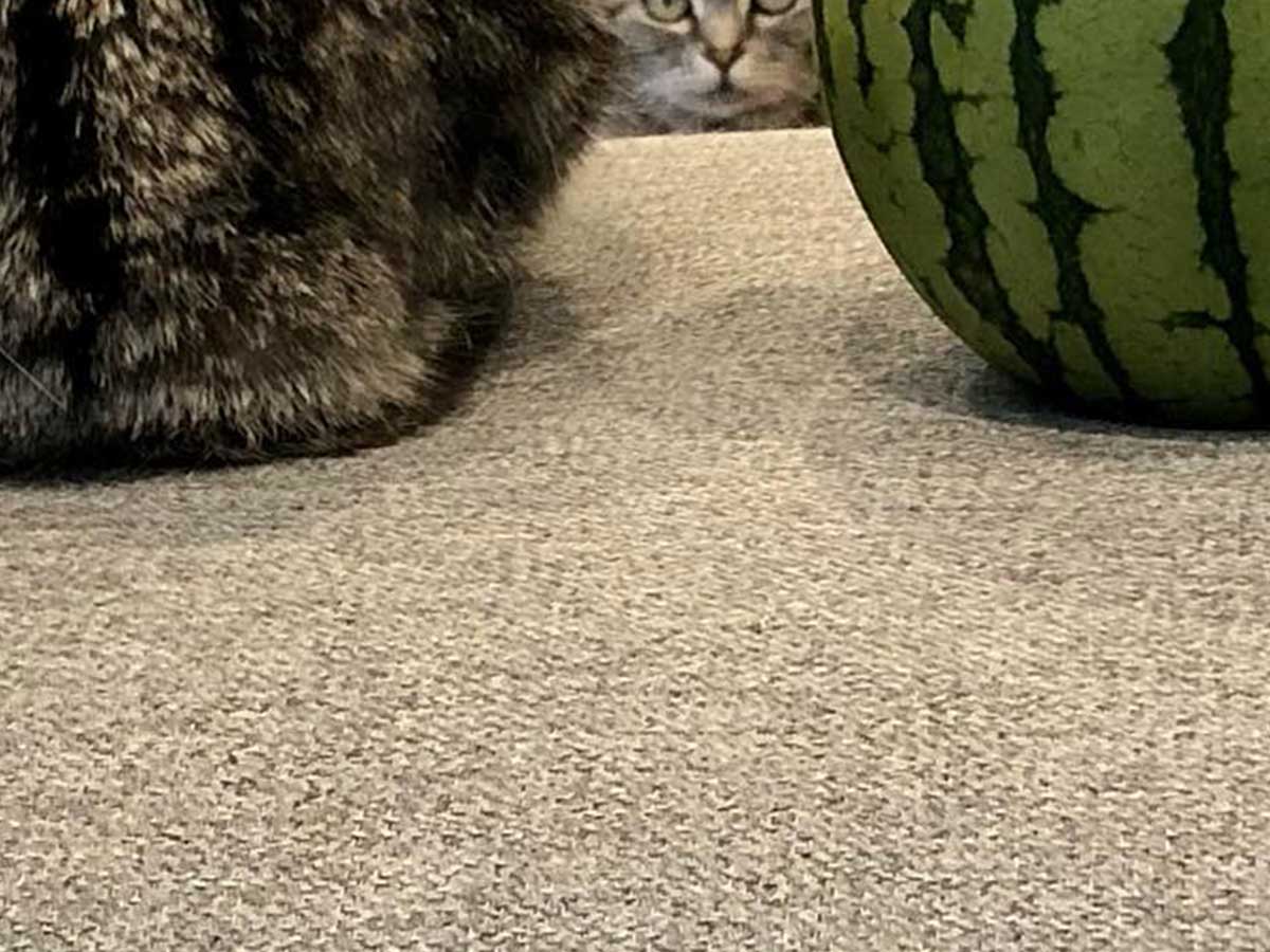 スイカと並んだ猫