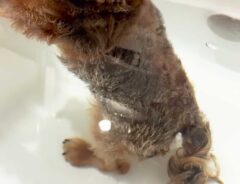 犬の写真