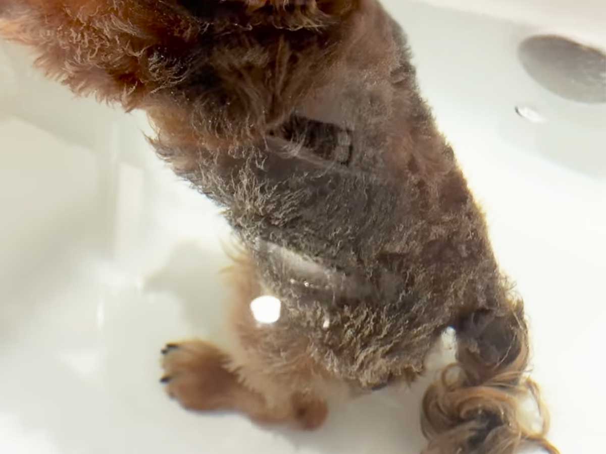 犬の写真