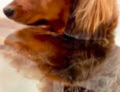 犬の写真