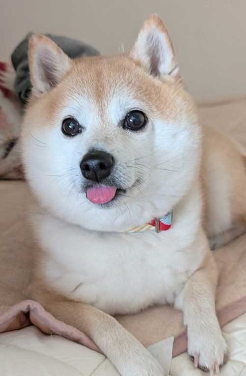 表情が豊かすぎる豆柴の写真