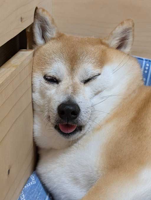 表情が豊かすぎる柴犬の写真