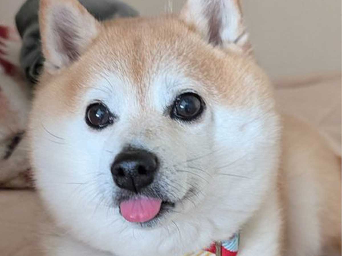 柴犬の写真