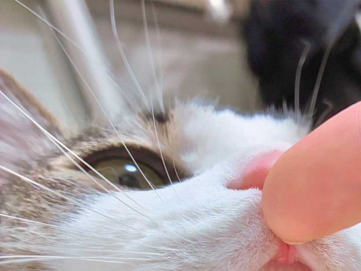 猫の前歯