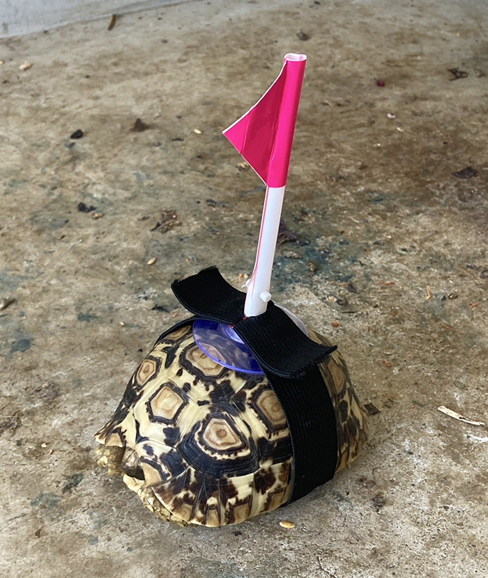 ヒョウモンガメの写真
