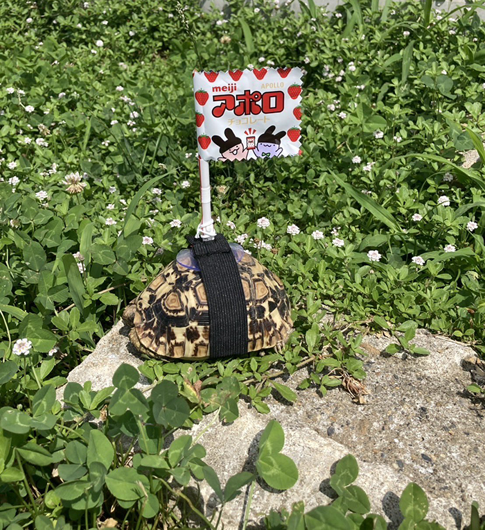 ヒョウモンガメの写真