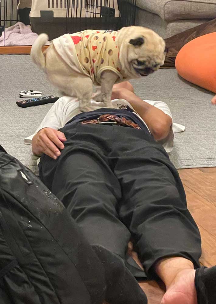飼い主を踏む犬
