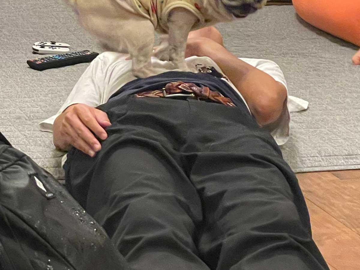 犬の写真