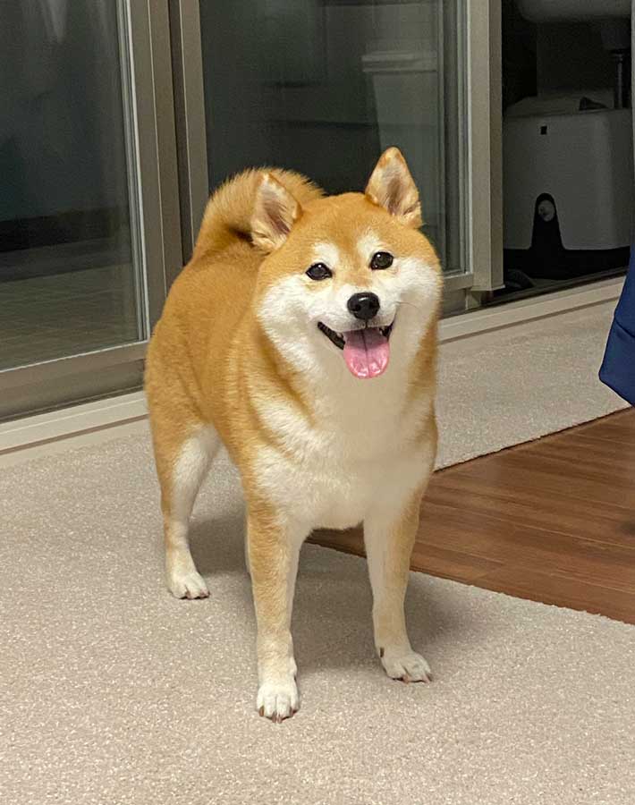 犬の写真