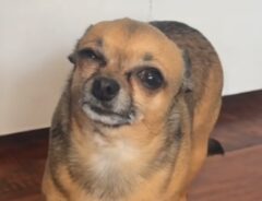 痛そうな演技をするチワワの写真