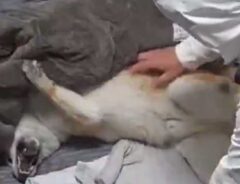 散歩を嫌がる柴犬