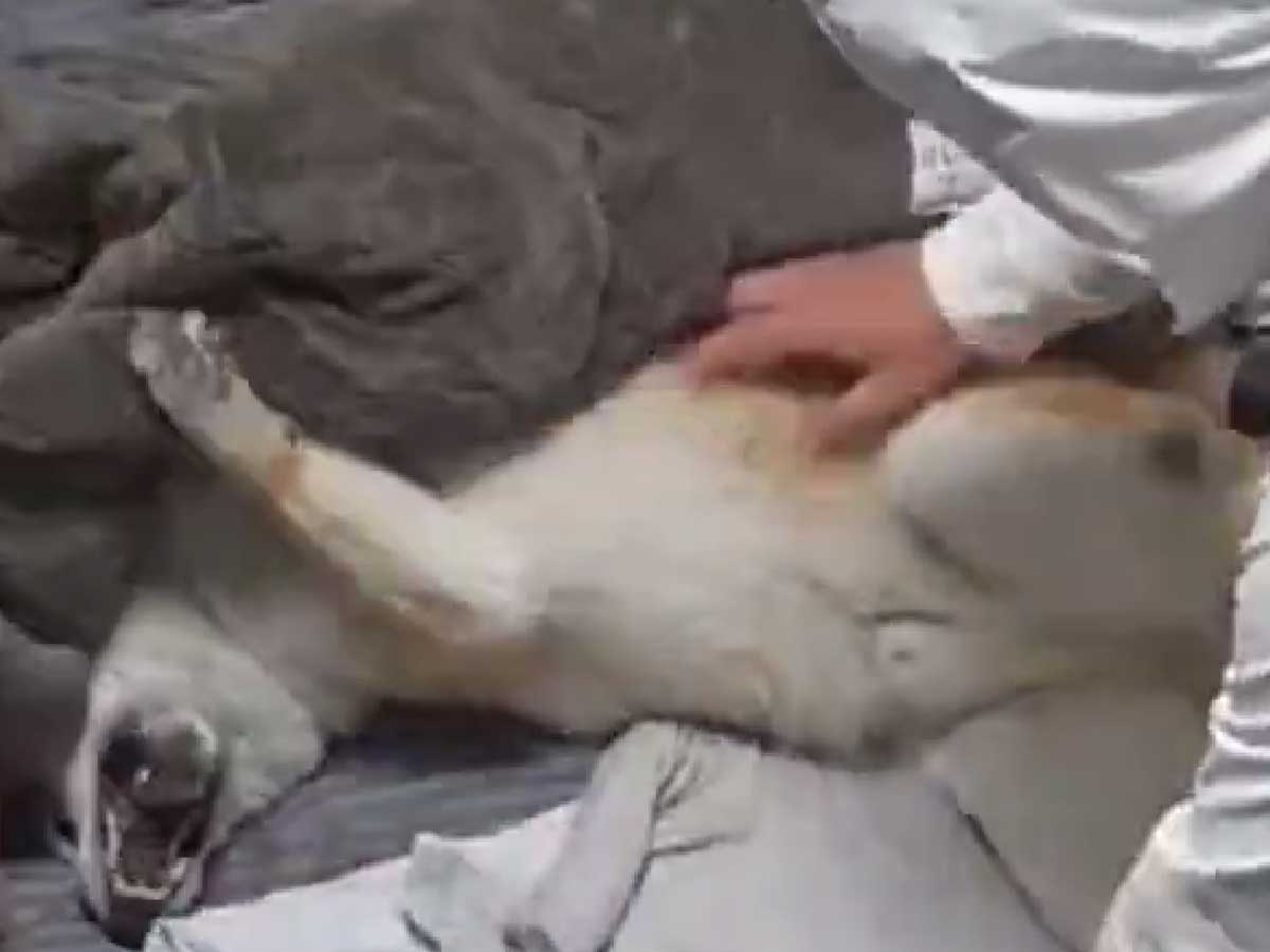 散歩を嫌がる柴犬