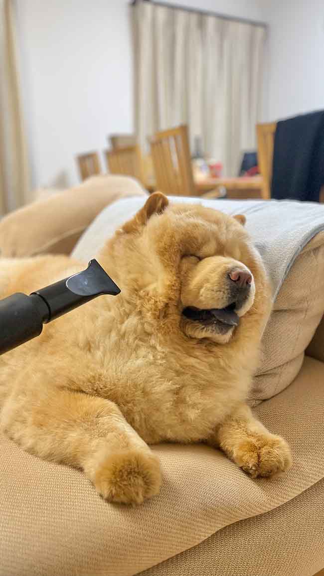 犬