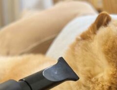 犬