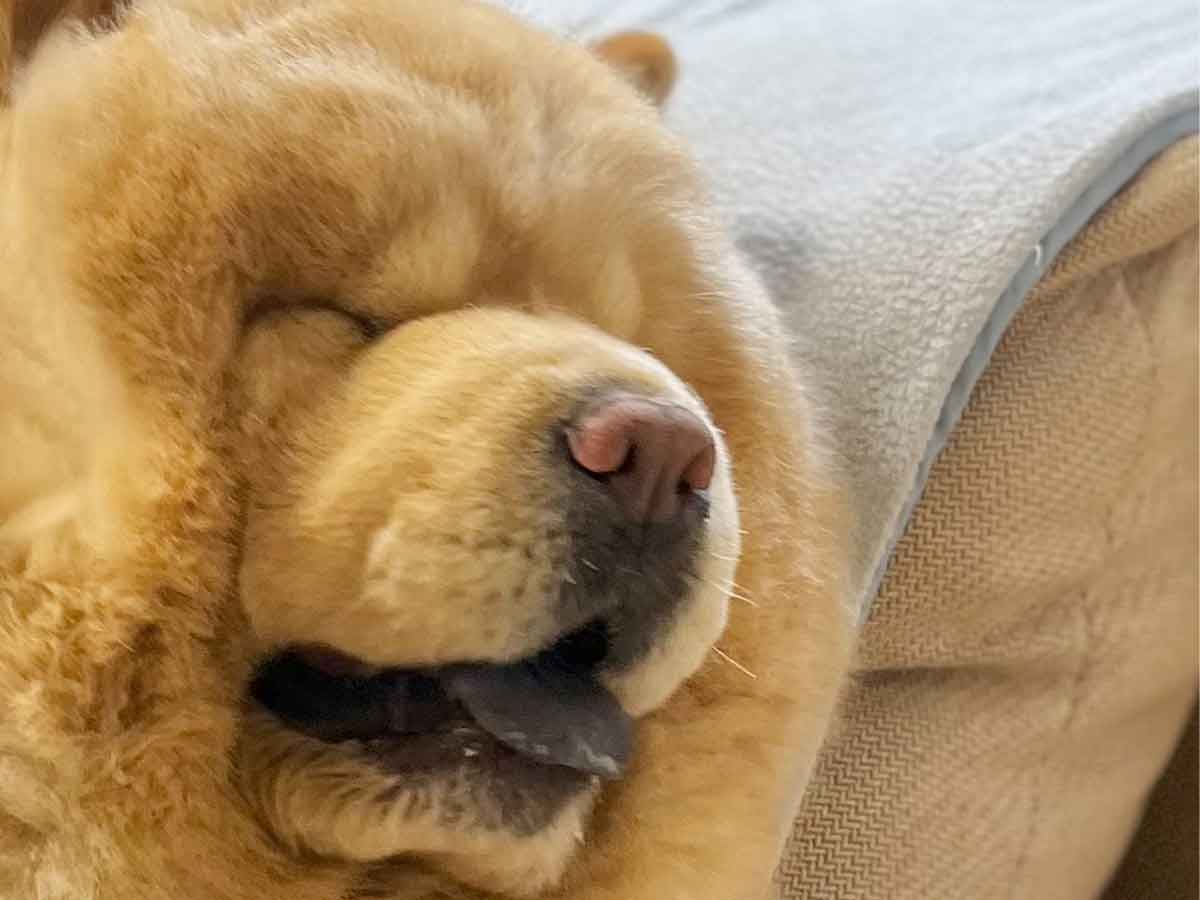 犬