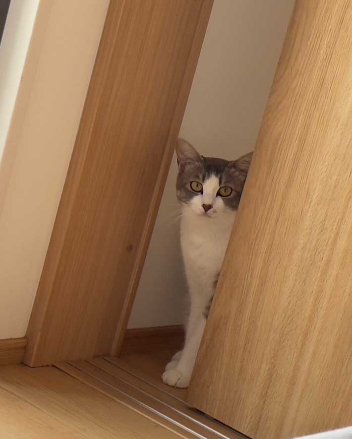 猫の写真