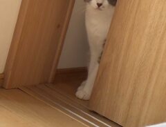 折り紙の写真