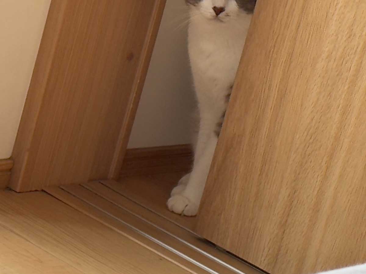 折り紙の写真