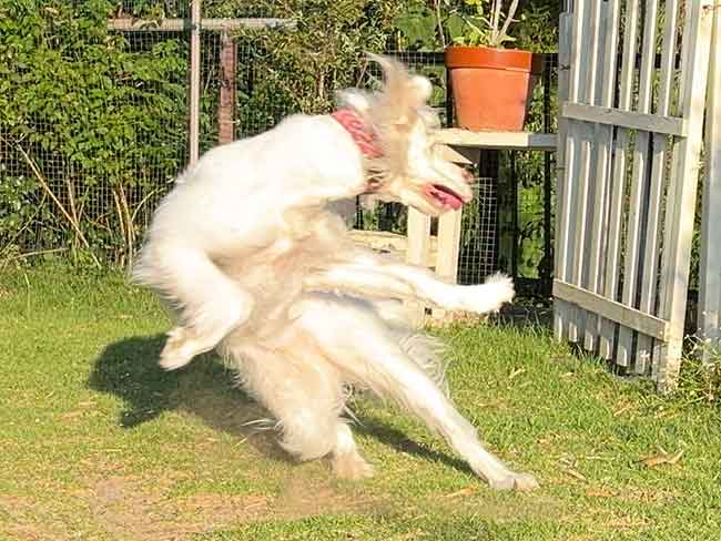 犬